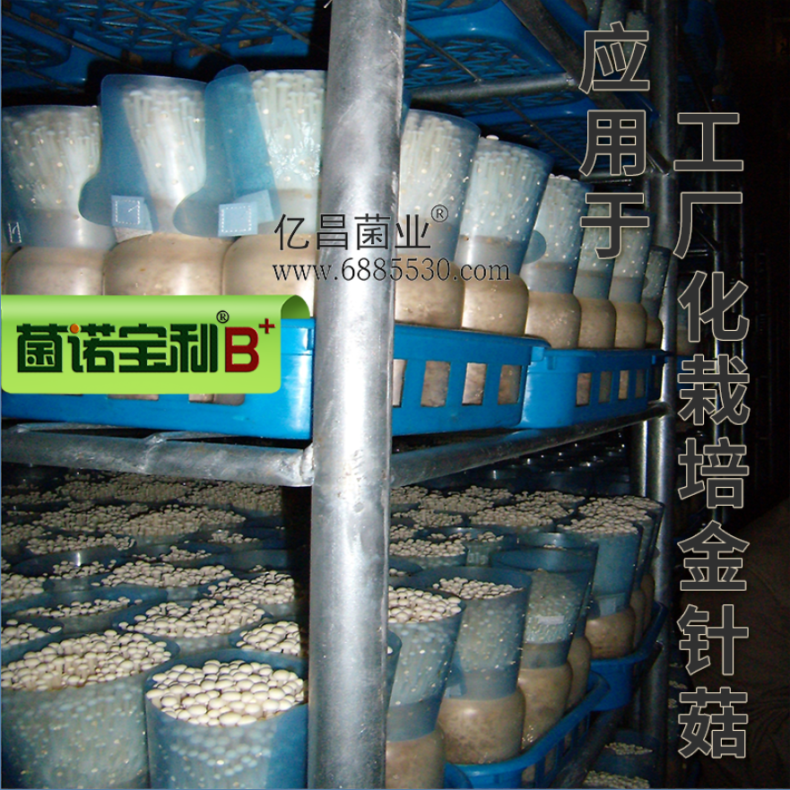 亿昌菌业菌诺宝利B+（网页-39）工厂化栽培金针菇